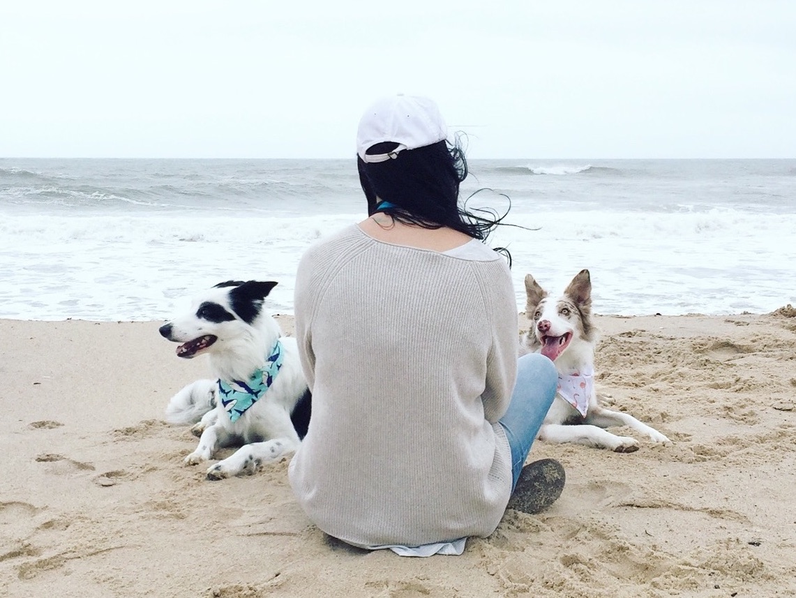 Dogs hanging out with person at beach